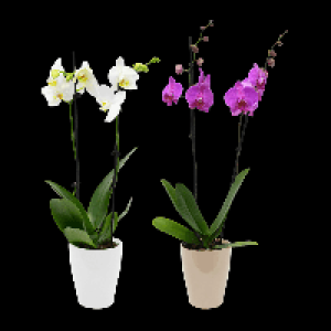 GARDENLINE Phalaenopsis 7.99 €