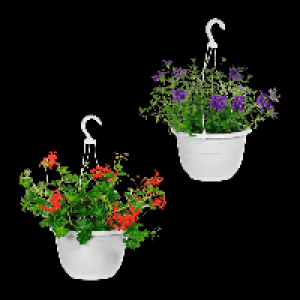GARDENLINE Ampelpflanze 3.99 €