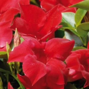 Dipladenia 2.99 €