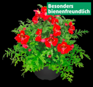 Bauernorchidee 2.99&nbsp;&euro;