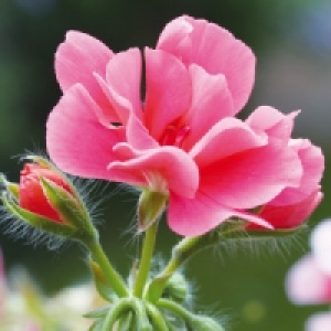 Edelgeranie XL 4.99 €