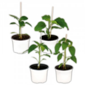 Veredeltes Südgemüse 2.49 €
