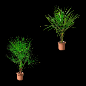 GARDENLINE Palme 16.99 €