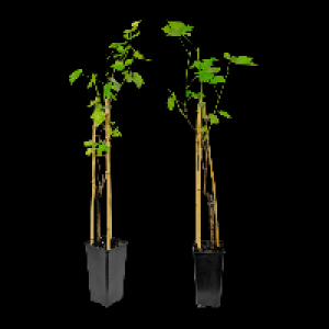 GARDENLINE Spalier-Obst 3.99 €
