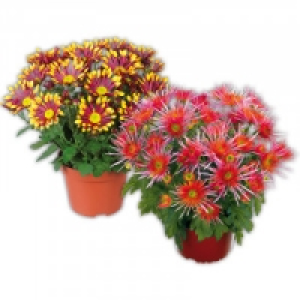 Spinnen Chrysantheme 2.49&nbsp;&euro;