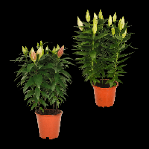 GARDENLINE Orientalische Lilien 6.99 €