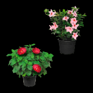 GARDENLINE Hibiskus / Dipladenia 7.99 €