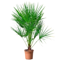 Aldi Süd  GARDENLINE® Palmen-/Bambuspflanze