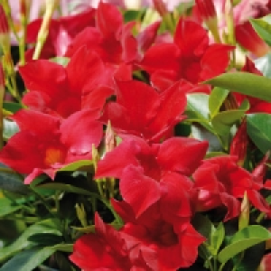 Dipladenia 7.99 €