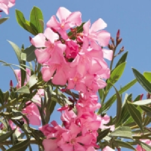Oleander 4.79 €