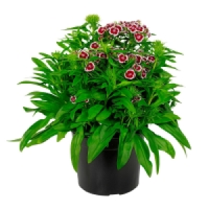 GARDENLINE&reg; Solit&auml;rstaude 2.49&nbsp;&euro;