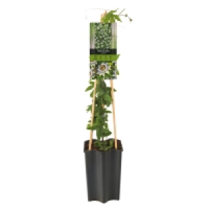 GARDENLINE® Kletterpflanze 4.99 €