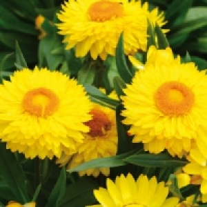 Strohblume 1.99&nbsp;&euro;