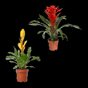 GARDENLINE Guzmania / Vriesea 4.99&nbsp;&euro;