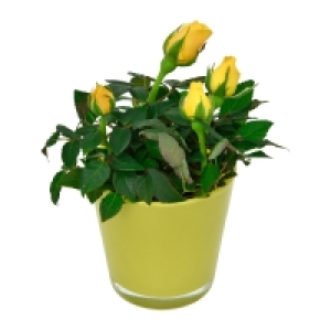 Aldi Süd  GARDENLINE® Mini-Pflanze im Glastopf