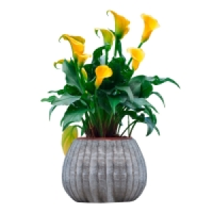 Calla XL
