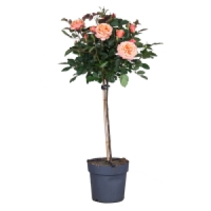 GARDENLINE® Stammrose