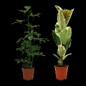 GARDENLINE Grünpflanze 3.99 €