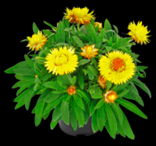 Strohblume 1.99&nbsp;&euro;