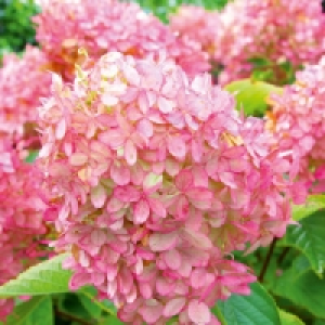 Rispenhortensie 6.49 €