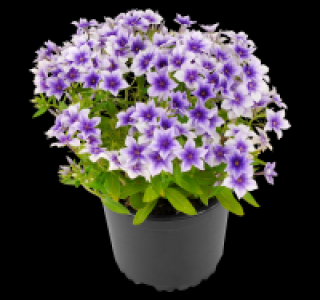 Flammenblume 1.49&nbsp;&euro;