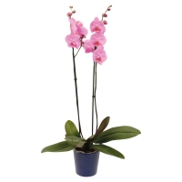Aldi Süd  GARDENLINE® Orchidee im Keramiktopf