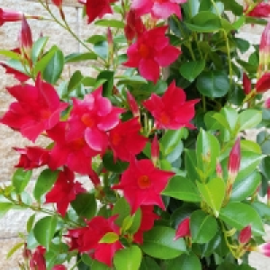 Dipladenia Pyramide 7.99 €