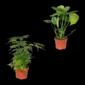 GARDENLINE Grünpflanze 3.49 €