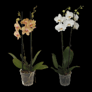 GARDENLINE Phalaenopsis 5.99 €