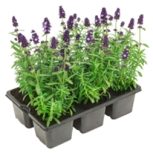 GARDENLINE® Lavendel, 6er-Tray 2.99 €