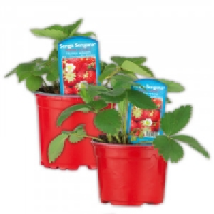 Erdbeerpflanze 0.69 €