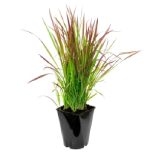 Aldi Süd  GARDENLINE® Winterhartes Ziergras