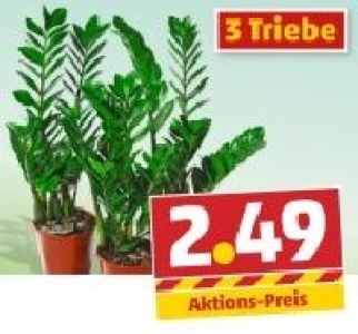 Papierpalme 2.49&nbsp;&euro;