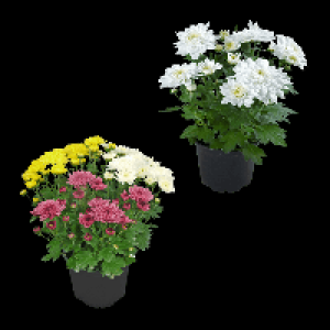 GARDENLINE Chrysantheme 0.99 €