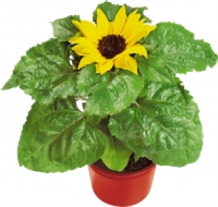 Sonnenblume 1.99&nbsp;&euro;