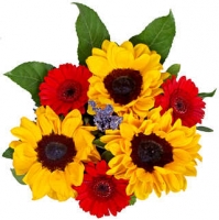 Kaufland  Sonnenblumen-Germini-Strauß
