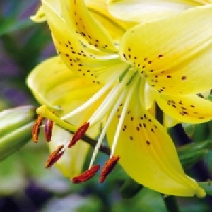 Asiatische Lilie 2.49&nbsp;&euro;