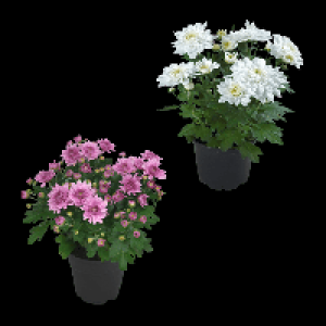 GARDENLINE Chrysantheme 0.79 €