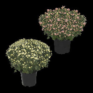 GARDENLINE Chrysanthemen-Busch 3.49 €