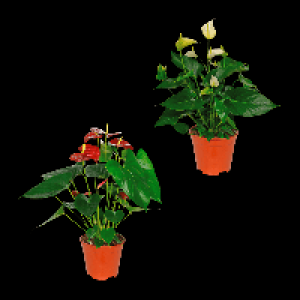 GARDENLINE Anthurie 3.99&nbsp;&euro;