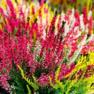 Calluna 2.79 €