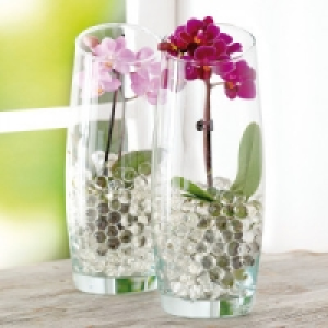 Mini-Phalaenopsis 4.99 €