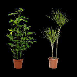 GARDENLINE Grunpflanze 9.99 €