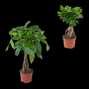 GARDENLINE Ficus Ginseng / Pachira 4.99 €