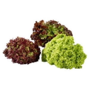 Deutschland Bunte Salate, z. B. Lollo Rosso, Lollo Bionda oder Eichbla
