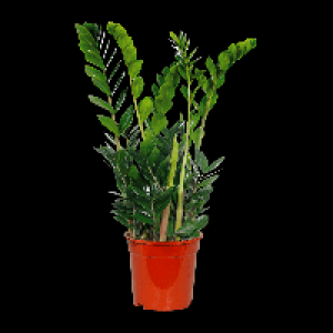 Aldi Nord Gardenline GARDENLINE Zamioculcas (Glücksfeder)