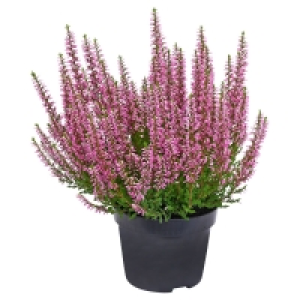 Aldi Süd  GARDENLINE® Calluna