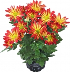 Chrysanthemen 1-Trieber 0.88 €