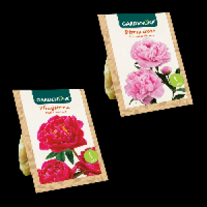 GARDENLINE Premium-Pfingstrosenknolle 1.99 €