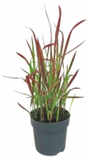 Gr&auml;ser Mix 2.99&nbsp;&euro;